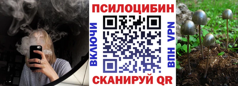 Купить  Куртамыш  Псилоцибиновые грибы Psilocybine cubensis 